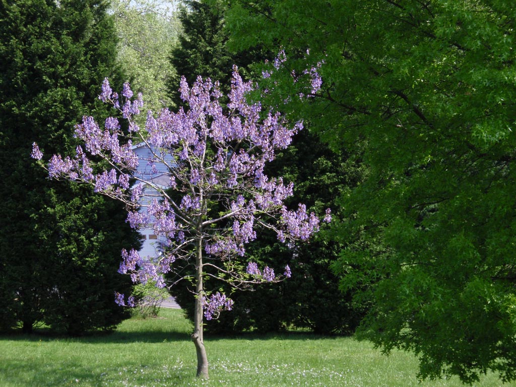 http://www.davidillig.com/2009flowers/2009paulownia-tree.jpg