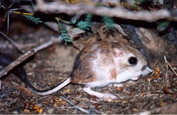 Kangaroo Rat