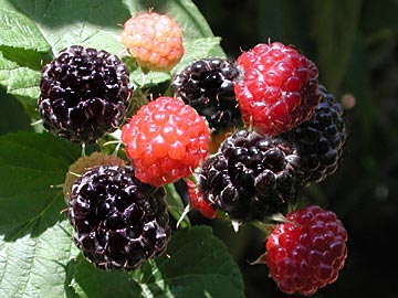 Black Raspberries